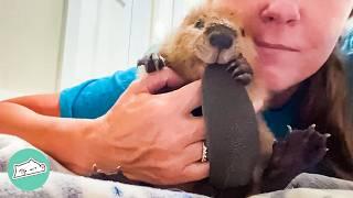 Bossy Beaver Demans Her Baby Bottle And Wrestles Plushies  Cuddle Buddies