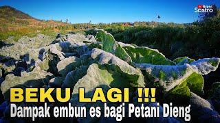 BEKU LAGI  INILAH DAMPAK EMBUN ES BAGI PETANI DIENG