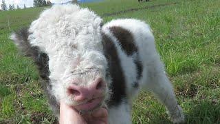 Baby Yak Demands Cuddles