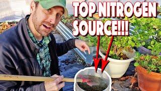 Free Organic Nitrogen Sources For Plants And Garden Our Top 10