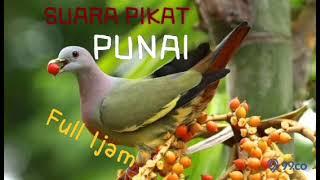 SUARA PIKAT BURUNG PUNAI Full 1jam