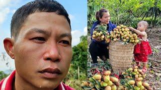 Harvesting lychees to sell at the market - And Chuongs plan to work far away