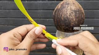 MENGECILKAN DAUN BONSAI KELAPA DENGAN SAYAT MAWAR