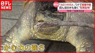 【危険】外来生物「カミツキガメ」“日本一”生息する沼で捕獲作戦を開始