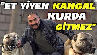 İYİ BİR KANGAL HİÇBİR KÖPEĞE BENZEMEZ - Abdurrahman Şişman Kangalları 2. Bölüm - SivasKangal