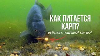 Секреты карповой рыбалки под водой КАРПФИШИНГ с подводной камерой летом