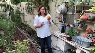 Garden Hack Best way to get rid of pill bugs organically​