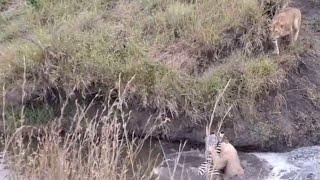 Zebra wanted to drown the Lion at the end found itself nearly drowning.