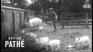 Womens Army Of The Land - Pig Keeping  1914-1918