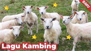 disruduk kambing #fyp #shorts Suara kambingembek? Kambing Lucu Embek Embek #hubaibfaris Suara