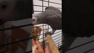 Cookie d parrot #shortvideo #parrot #loro #shorts