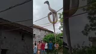 Har har Mahadev #shortvideos #cobra #viral ##trending