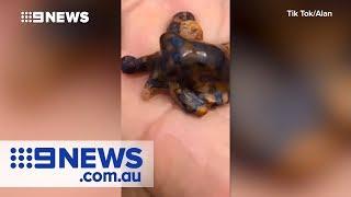 Tourist holds deadly blue-ringed octopus  Nine News Australia