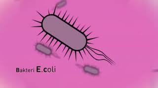 Tentang Bakteri Escherichia coli E. Coli