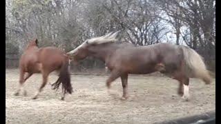 Mean Horse PIcks On Another Horse - Not Really Just Normal Horse Head Behavior Affected By Humans