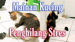 Mainan kucing penghilang stres di masa birahi  The toy for cats On lechery time