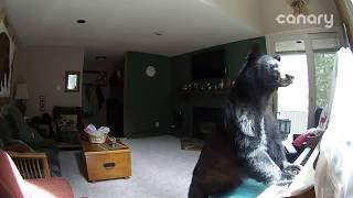 Bear Breaks Into Colorado Home Plays Piano