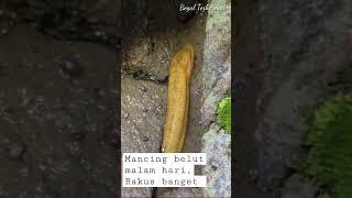 Penampakan Belut Emas... Rakus Banget