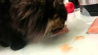 Siberian Cat eating fresh Alaskan Salmon
