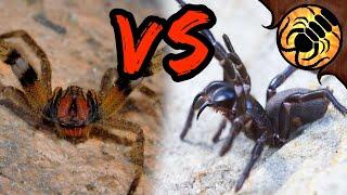 Brazilian Wandering Spider VS Funnel-web - WHICH is more DEADLY?