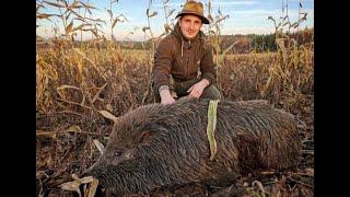 Polowanie na dziki wild boar hunting Poland