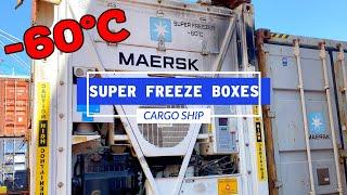 Super Freeze Shipping Containers -60 Degrees Celsius  Life At Sea