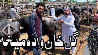 Ali Khan Wedding Coming Soon Buying Tow Buffalo and 1 Cow For Guests