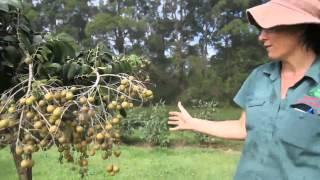 Pruning a Longan Tree DaleysFruit.com.au