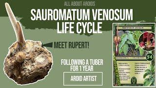 Sauromatum venosum Life Cycle. - Following a Tuber for a year