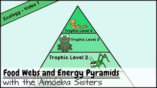 Food Webs and Energy Pyramids Bedrocks of Biodiversity