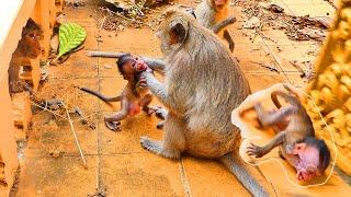 The P-00r Baby Monkey Matos... The baby monkey runs after the ptful mother.