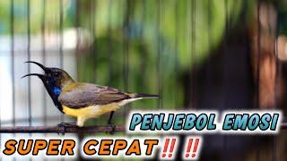 CUIT CUIT CRET CRECET NEMBAK PANCINGAN PENJEBOL EMOSI SOGON LAWAM‼️TUNGGU 1 MENIT PASTI NYAUT