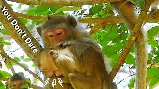 Oh God  Hurt By Bite Strong Poor Monkey Janna Crying Seriously Cos Mom Jane Warning Dont Be Dare