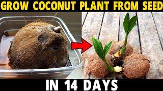 How to Grow Coconut Tree from Seed  Grow Coconut Plant at Home in 14 Days