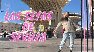 QUÉ SON LAS SETAS DE SEVILLA?  FLOR DURE DE VIAJE