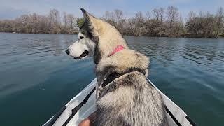 Doggy Paddlin in the Oru Kayak Lake Edition