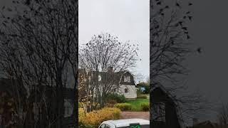 Birds gathering before winter.