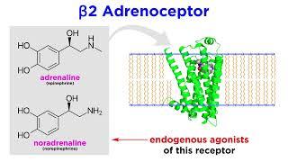 Bronchodilators Part 1 Principles of Respiratory Airflow and Development of Selective Drugs