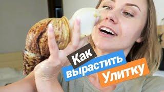 КАК ВЫРАСТИТЬ САМУЮ БОЛЬШУЮ УЛИТКУ? СМОТРЕТЬ ДО КОНЦА