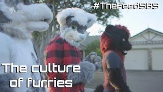 The culture of furries - The Feed