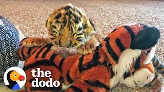 Tiniest Tiger Cub Is A Wild Man Now  The Dodo Little But Fierce