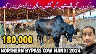 Northern Bypass Cow Mandi 2024 Latest Rates Update  Maweshi Mandi  Eid ul Adha