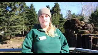 Woodland Park Zoo Keeper Talk Mountain Goats