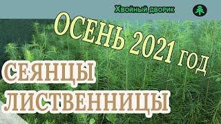 Лиственница сибирская 2-х летка Обзор интернет-магазина питомника Хвойный дворик