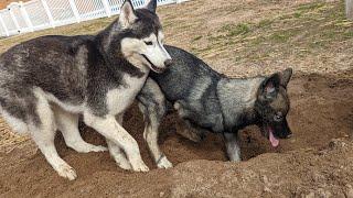 My Siberian Husky Has a LOVE For Mud