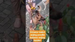 Anjing poodle vs anjing herder #poodle #anjinglucu #anjingpoodle #dog #doglover