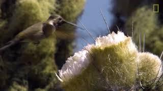 I colibrì hanno vita intensa ma breve