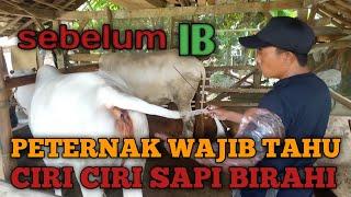 inseminasi buatan  IB   Kawin suntik pada sapi PO