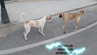 KÖPEKLER KEMİK İÇİN AGRESİFLEŞTİ