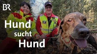 Such-Hund erschnüffelt Hund  So werden Suchhunde trainiert  BR